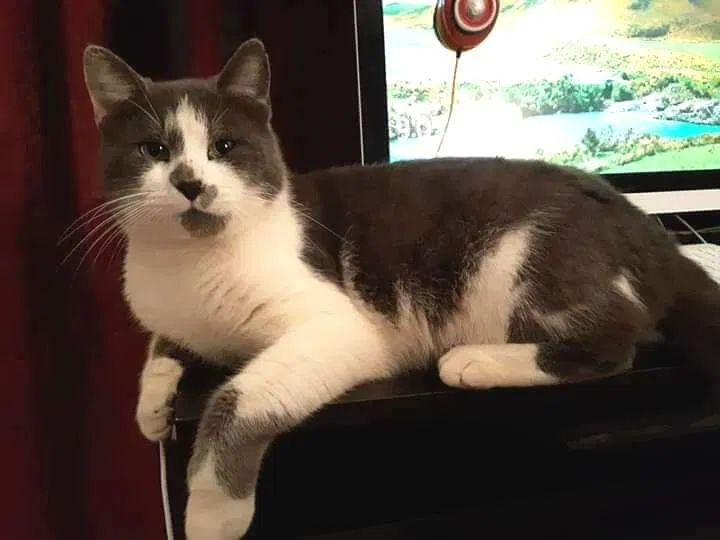 Lost cat in West Monroe, LA, 71292