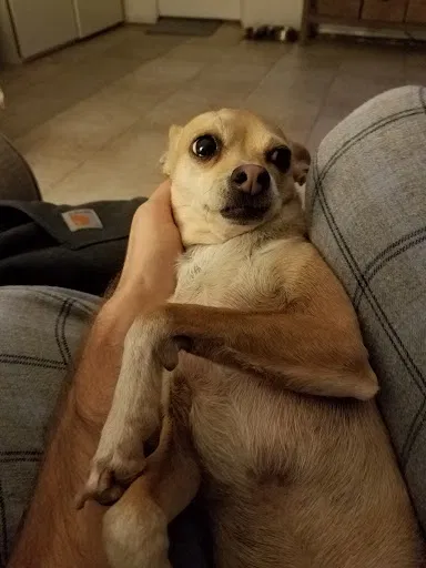 Lost dog in El Monte, CA, 91731