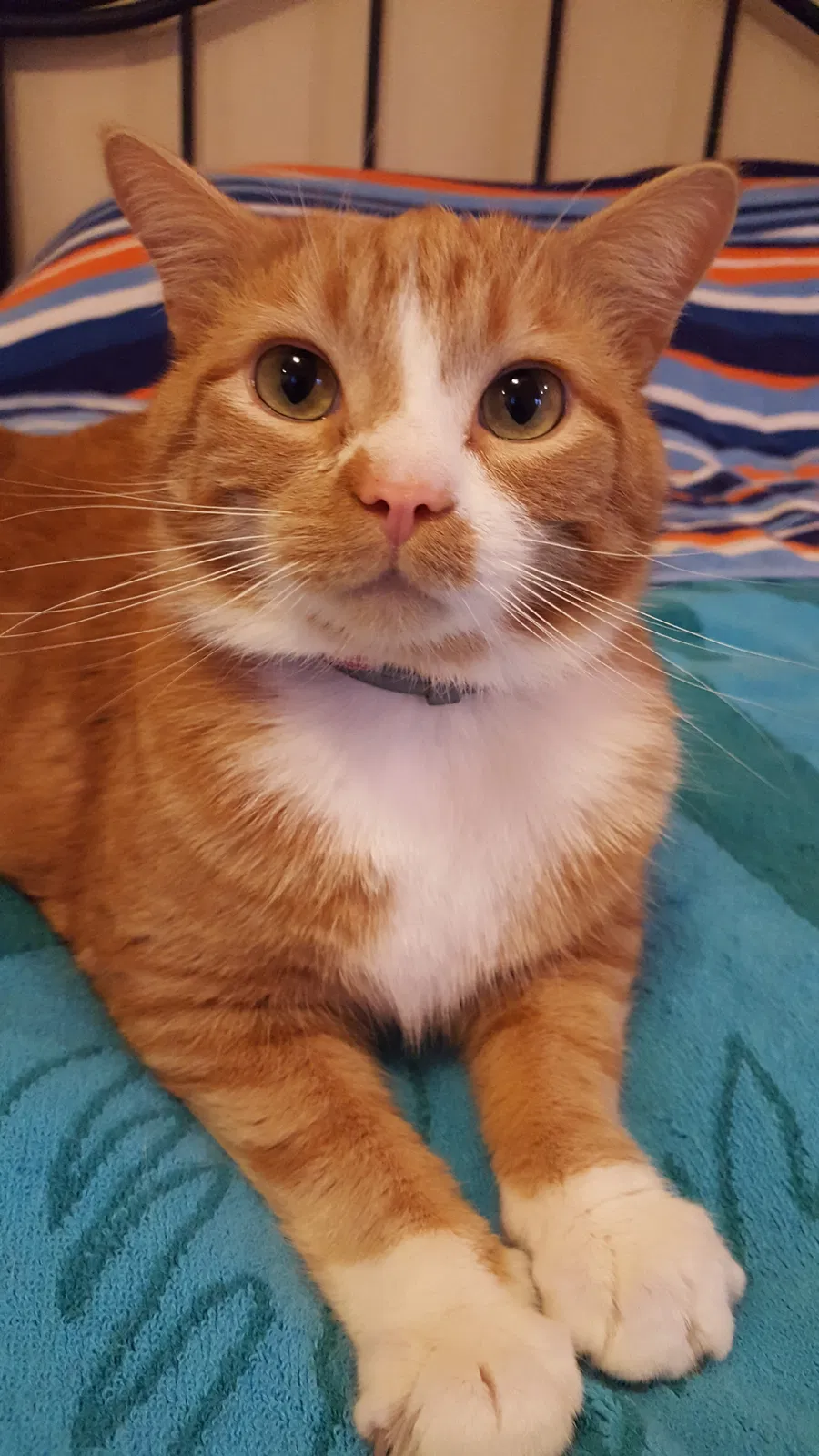Found cat in Johnson City, TN, 37601