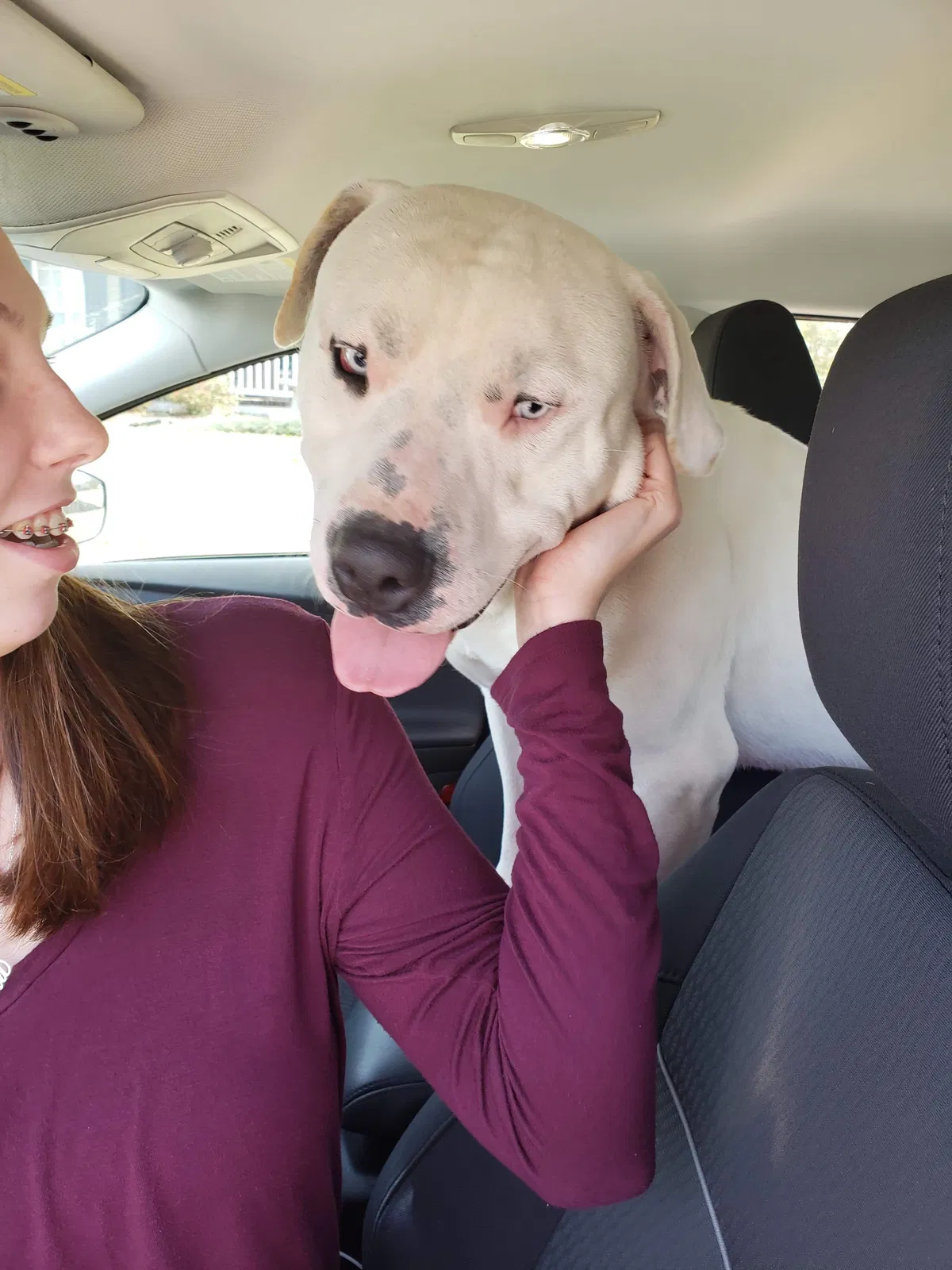 Found dog in Jacksonville, NC, 28540