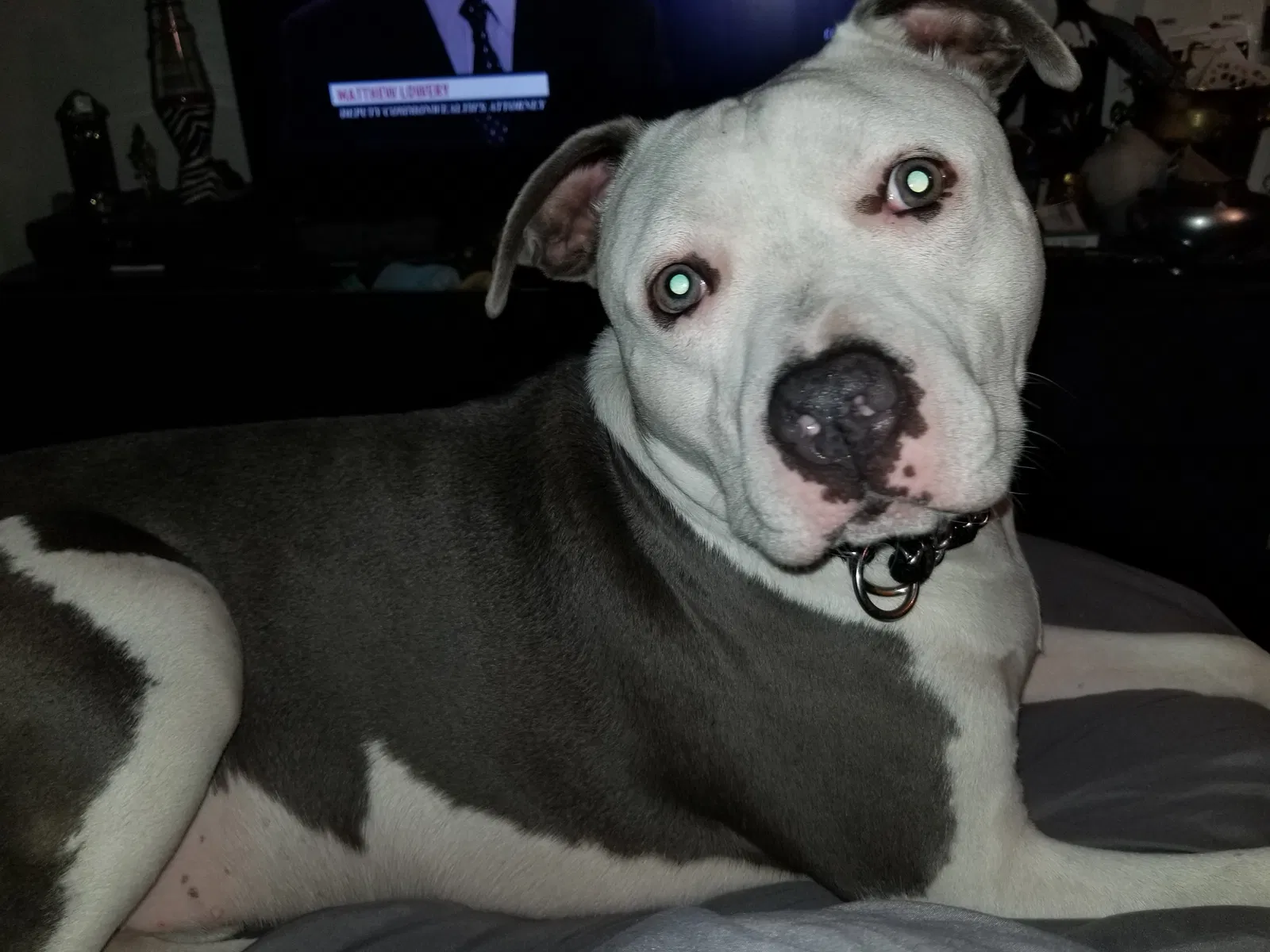Lost dog in Seminole, FL, 33777