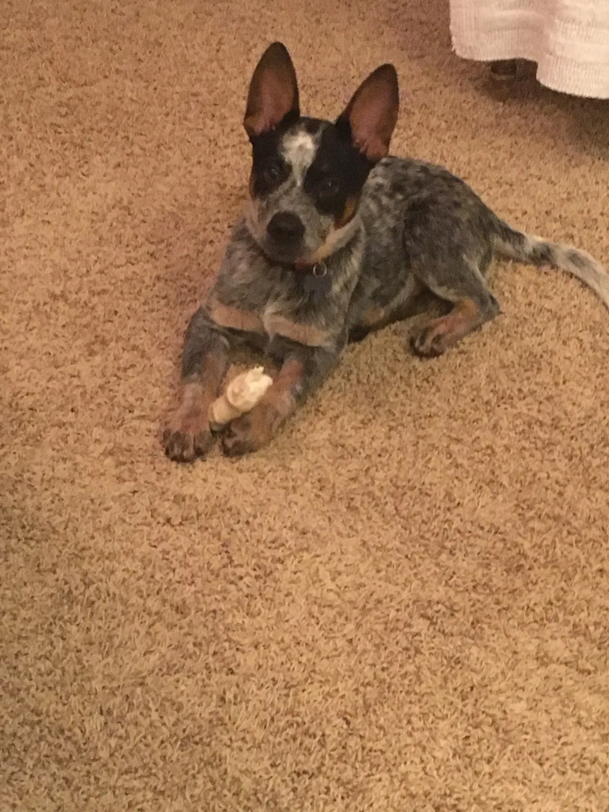 Lost dog in Ararat, NC, 27007