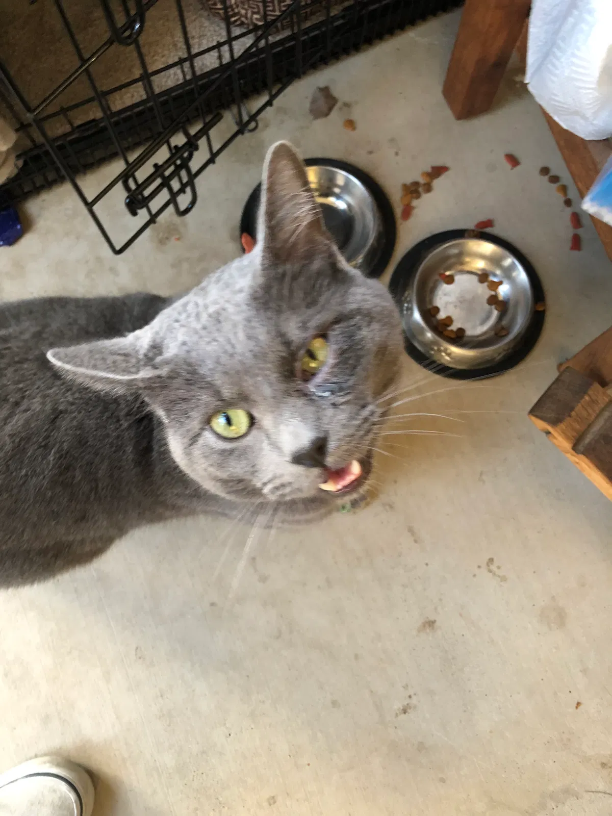Lost cat in Fresno, CA, 93727