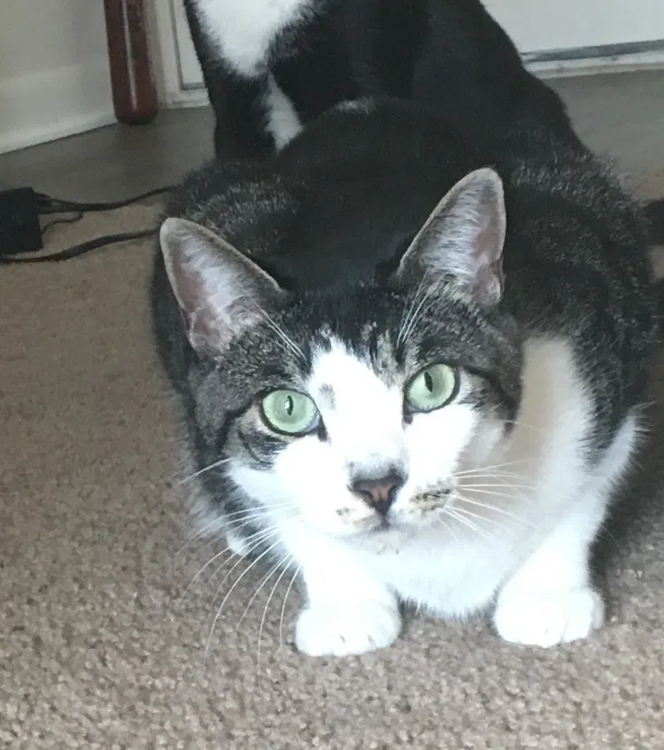 Lost cat in Orlando, FL, 32822