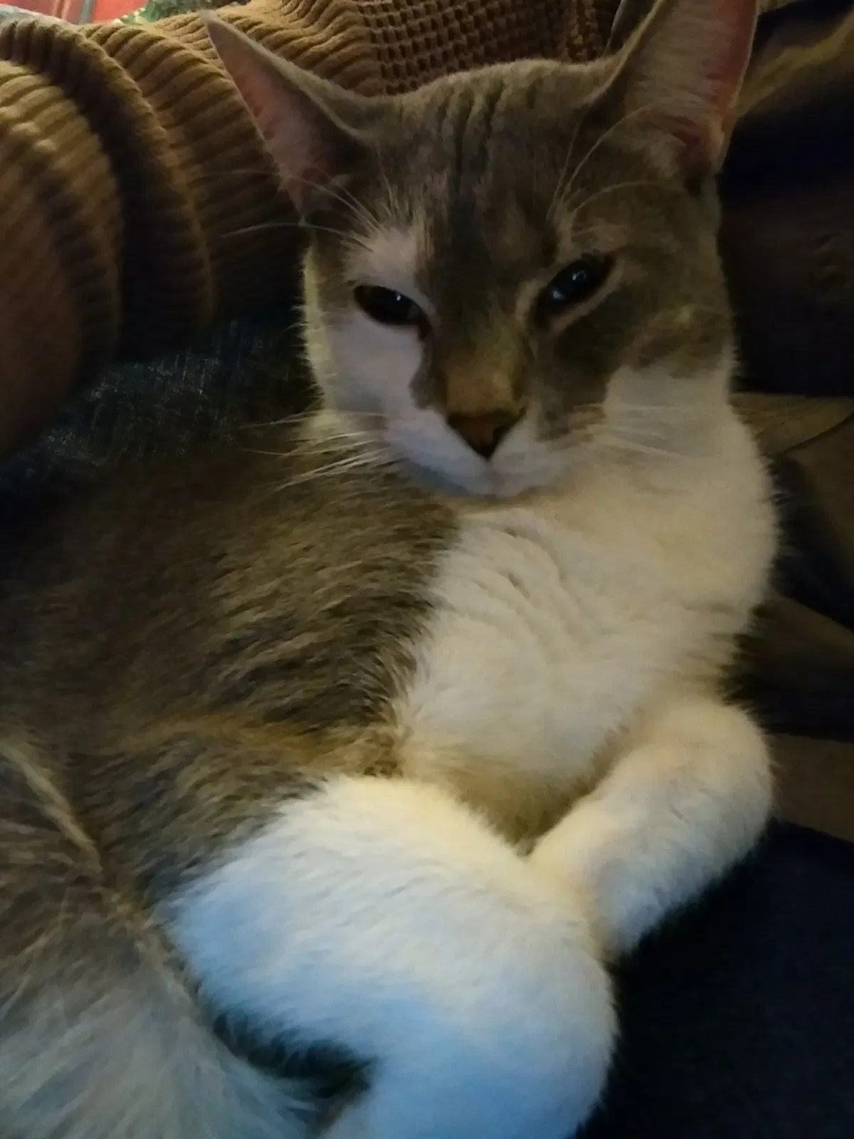 Lost cat in Philadelphia, PA, 19116