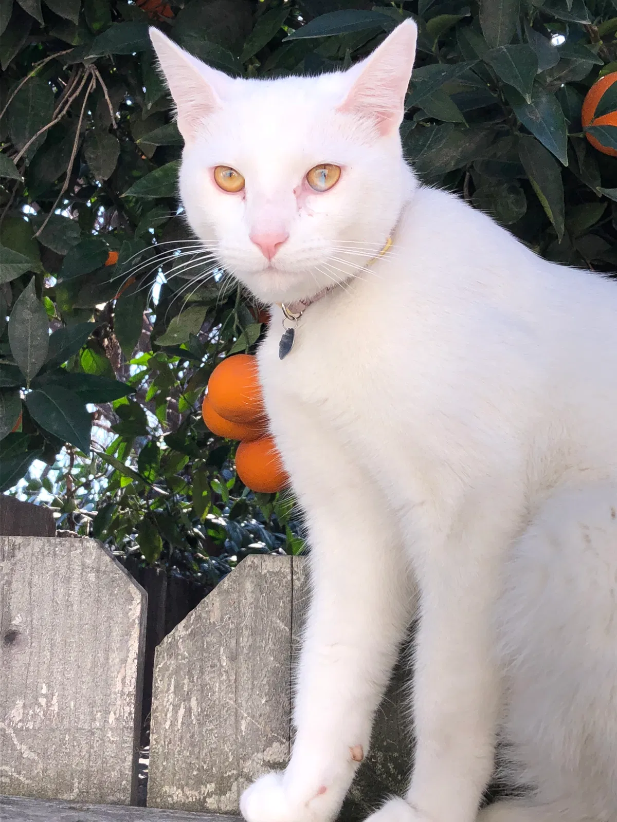 Lost cat in Ceres, CA, 95307