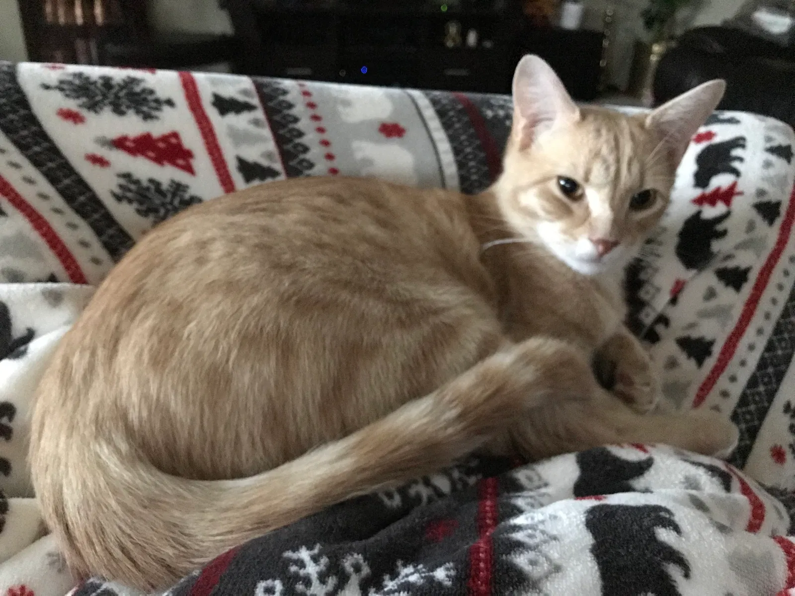 Lost cat in Unknown, TX, 75036