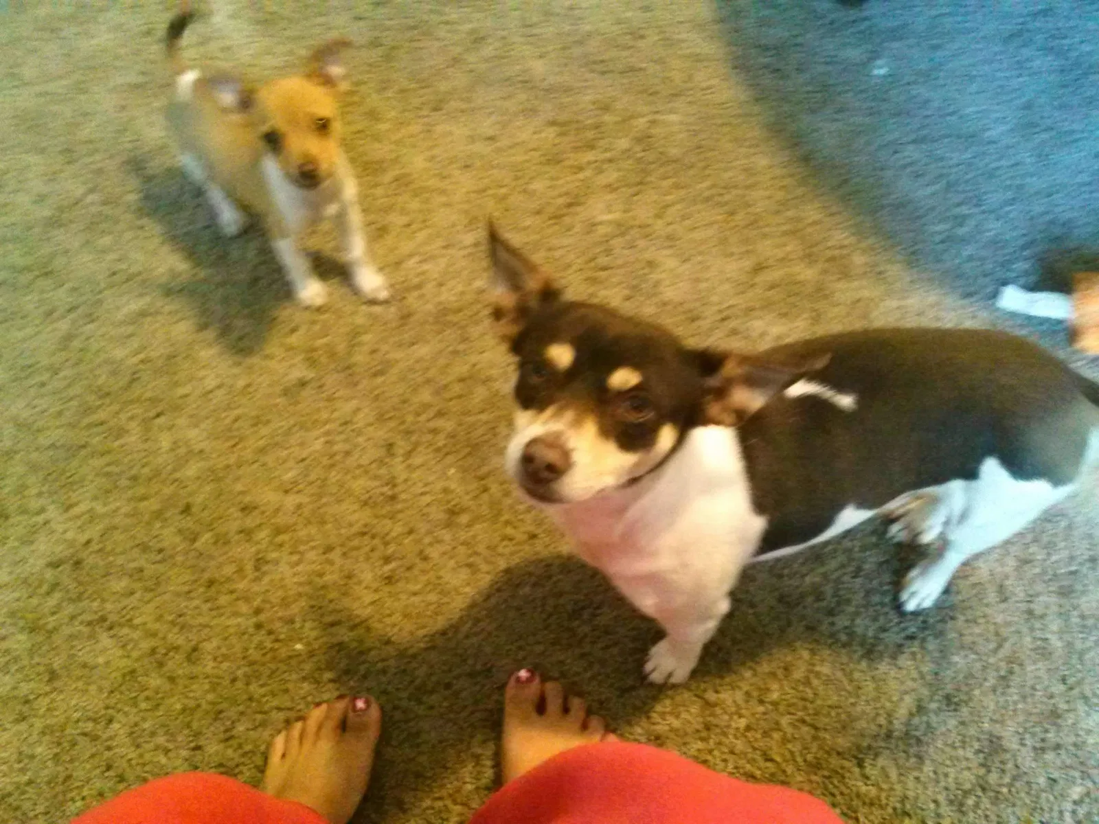 Lost dog in Stockton, CA, 95203