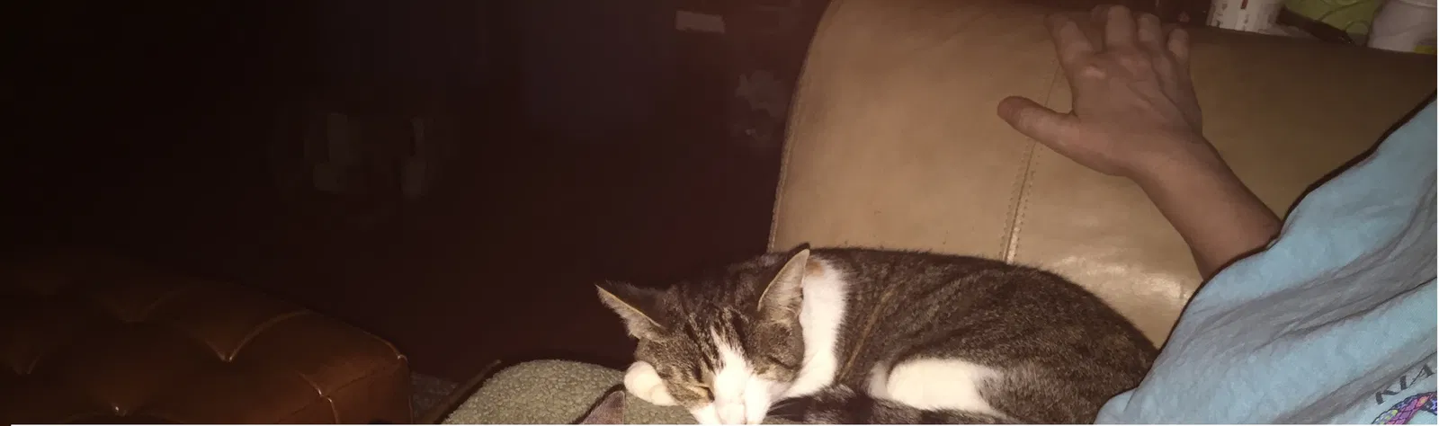 Lost cat in Tucker, GA, 30084