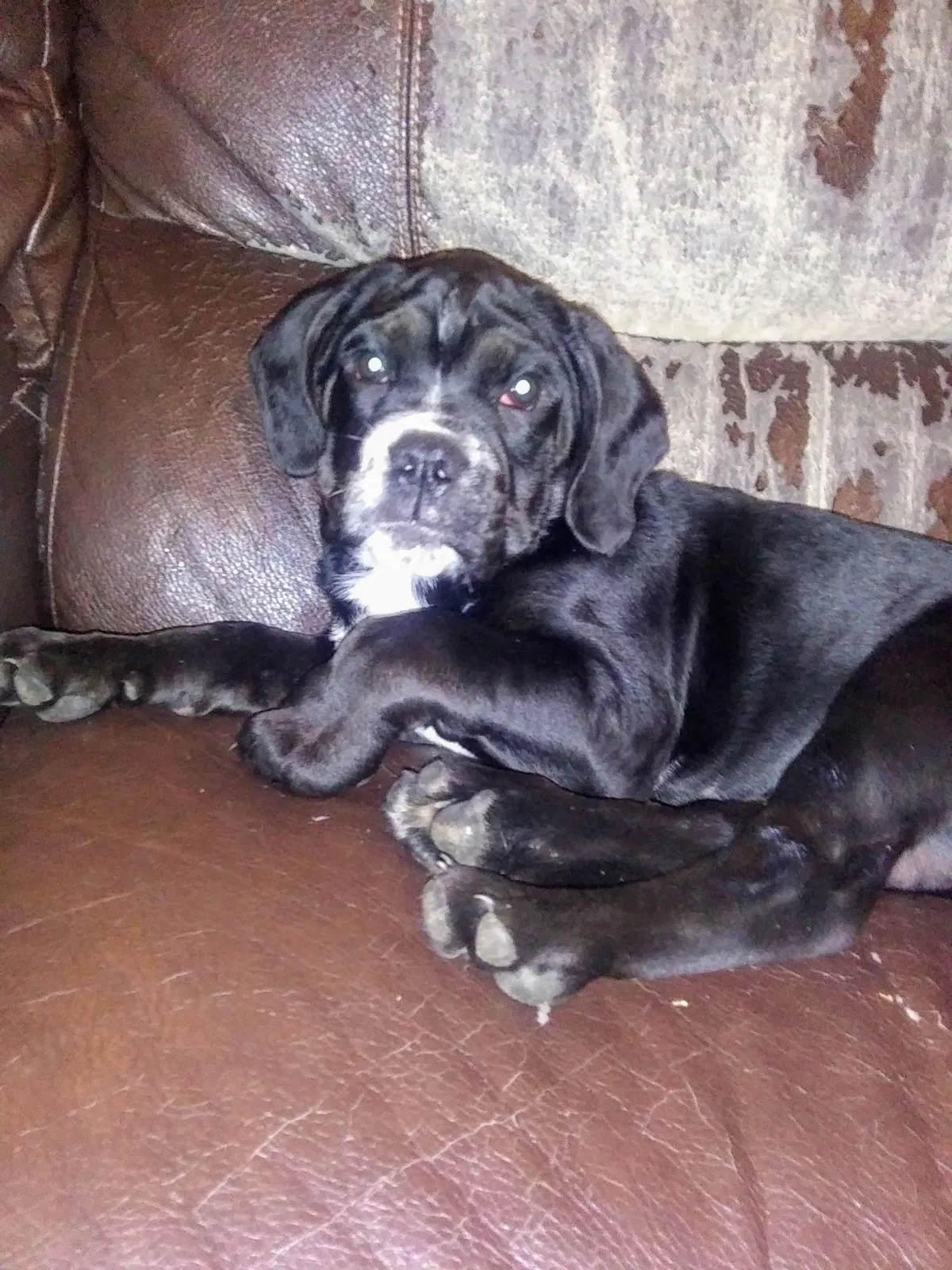 Lost dog in Iuka, MS, 38852