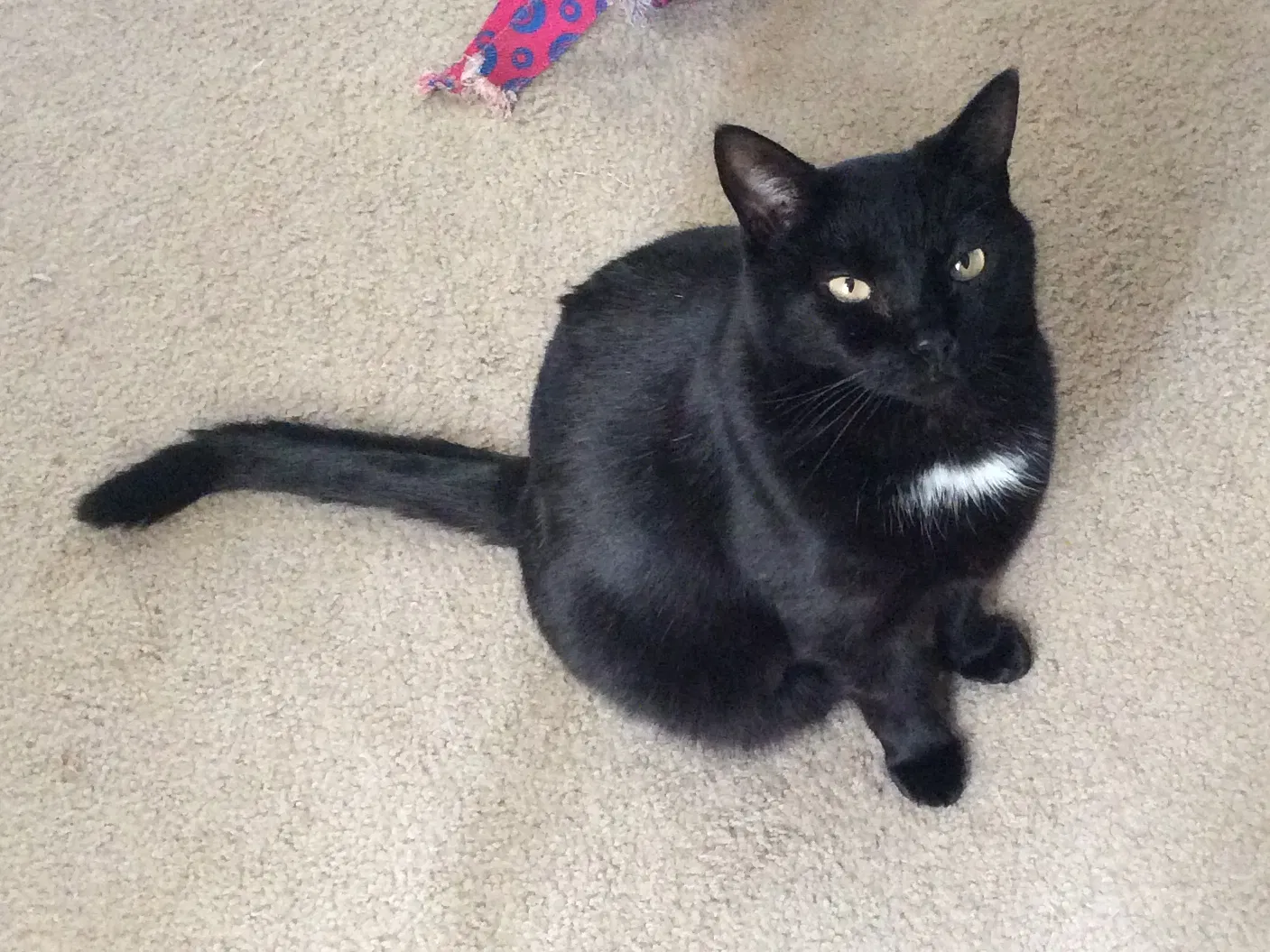 Lost cat in Wilson, NC, 27896