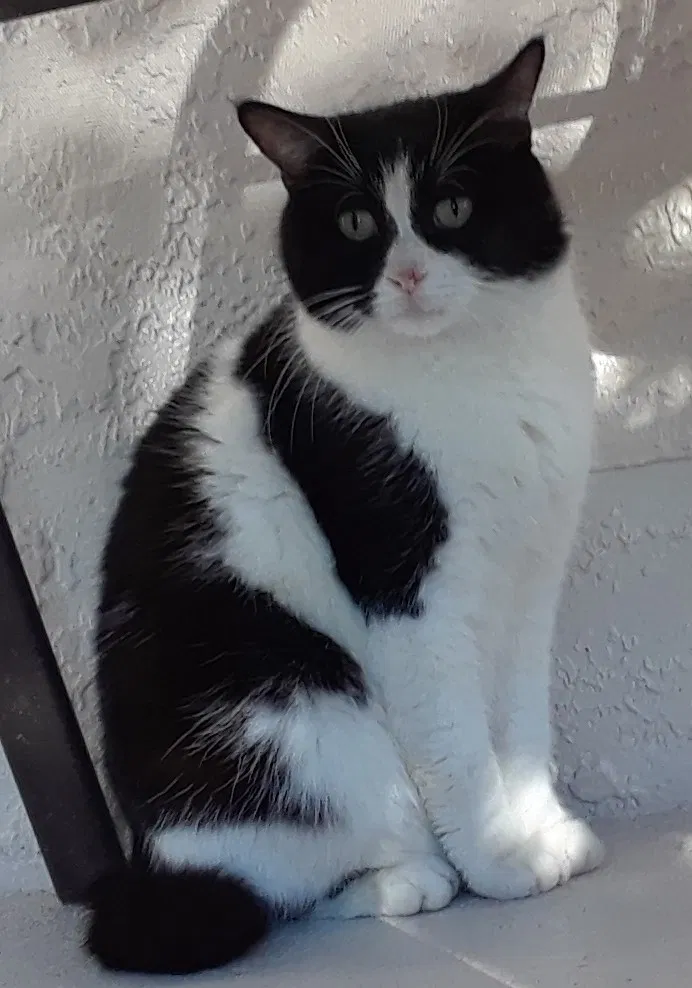 Found cat in Kissimmee, FL, 34741