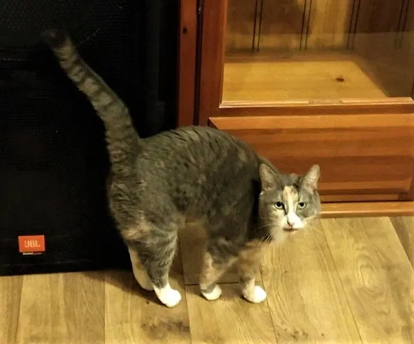 Lost cat in Nokesville, VA, 20181