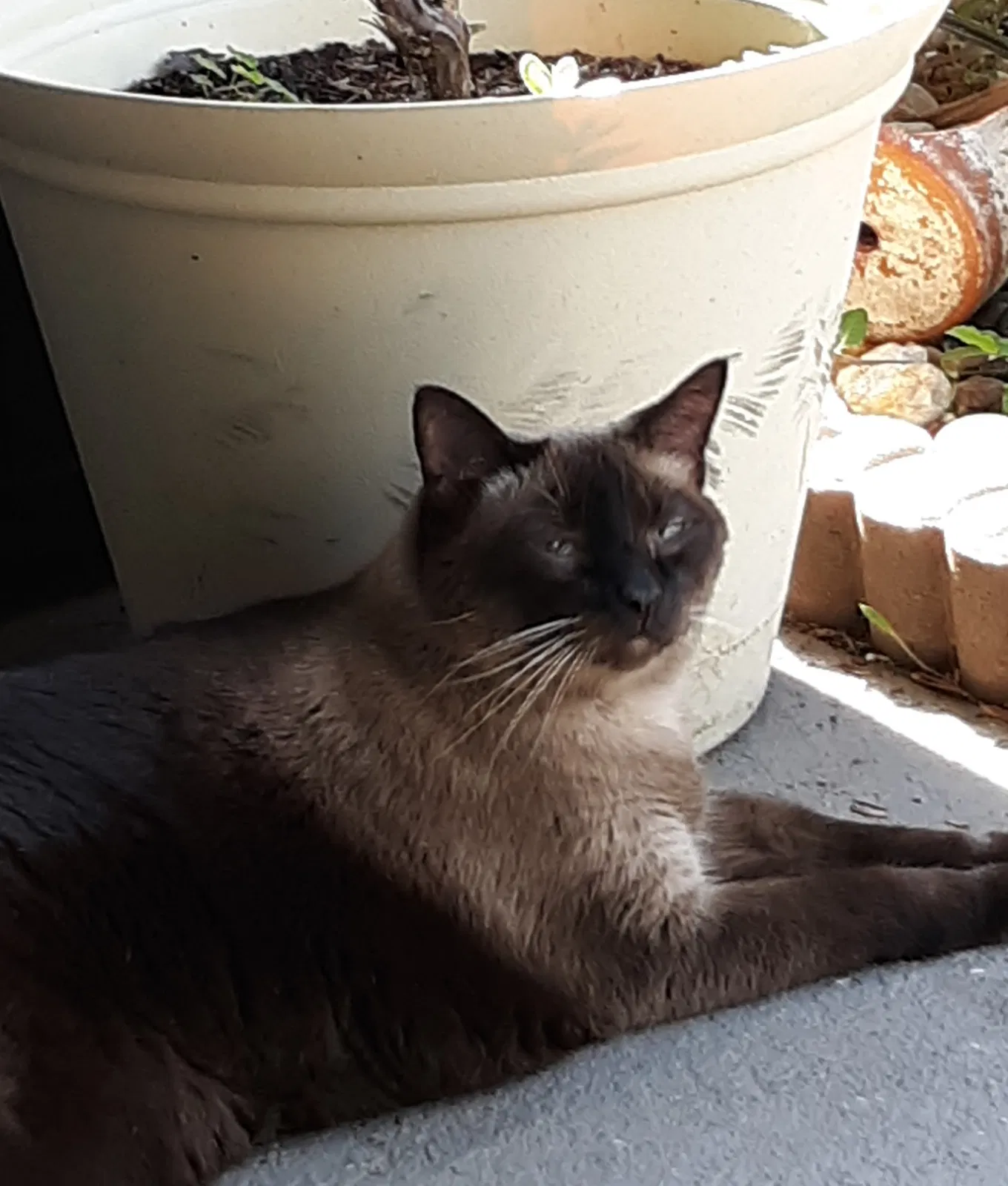 Lost cat in Orlando, FL, 32832