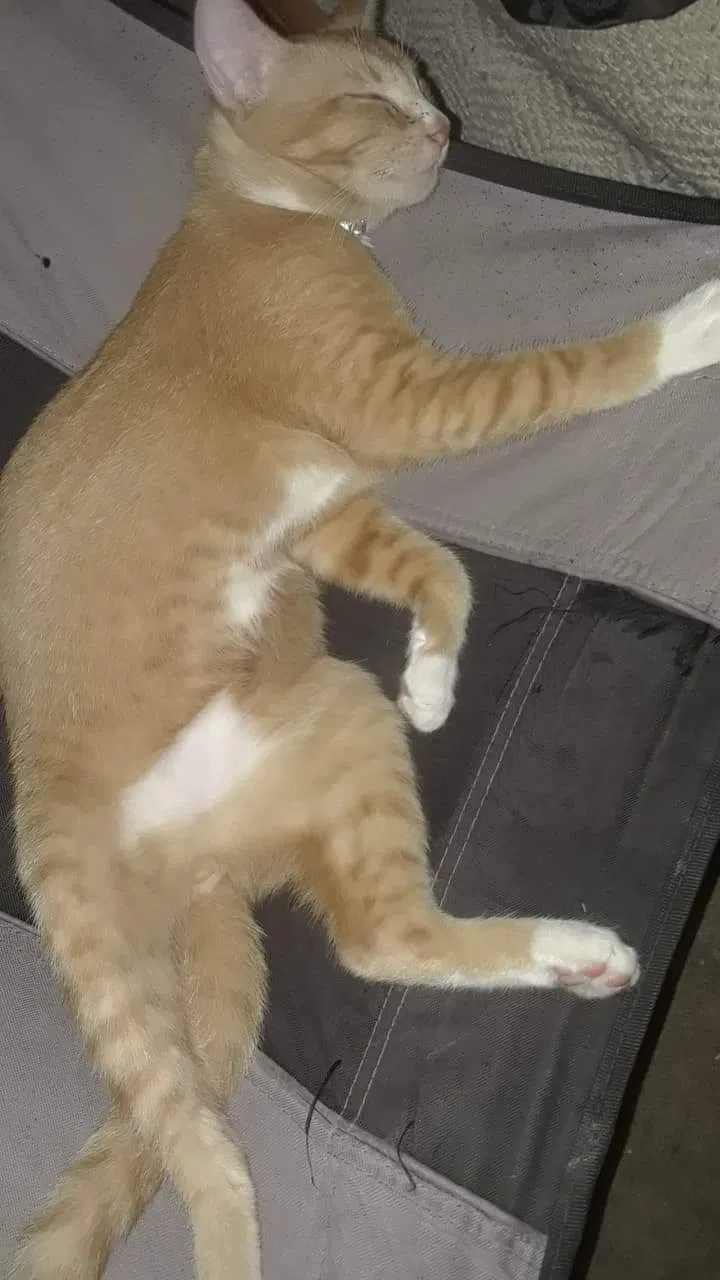 Lost cat in Rockport, TX, 78382