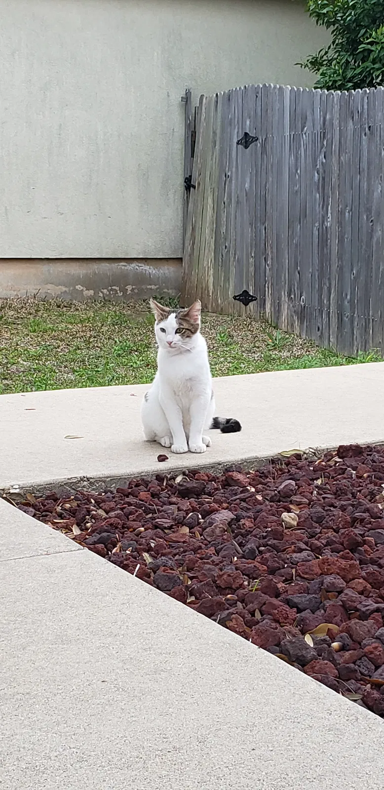 Found cat in Kyle, TX, 78640