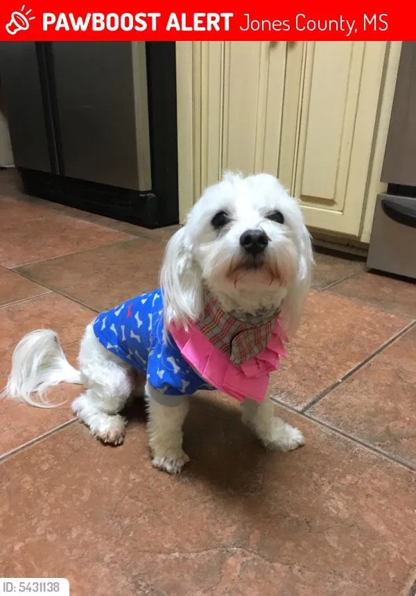 Lost dog in Ellisville, MS, 39437