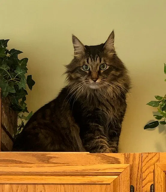 Lost cat in Missouri City, TX, 77459