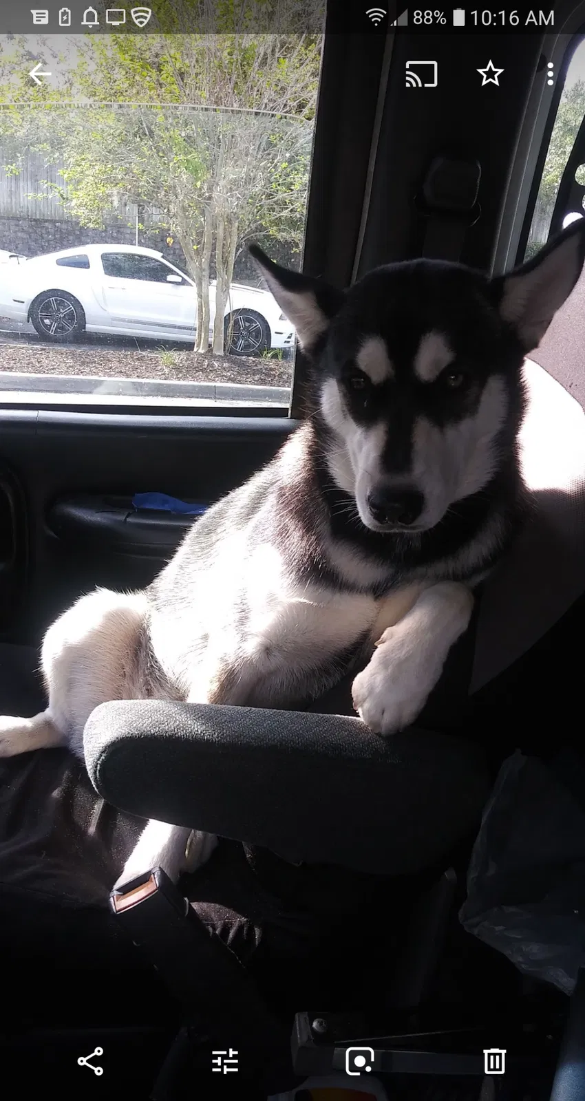 Lost dog in Orlando, FL, 32818