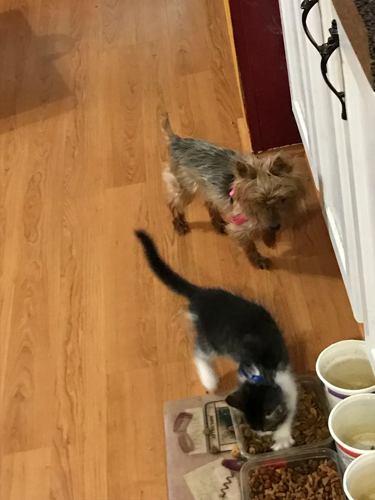 Lost dog in Lakeland, FL, 33811