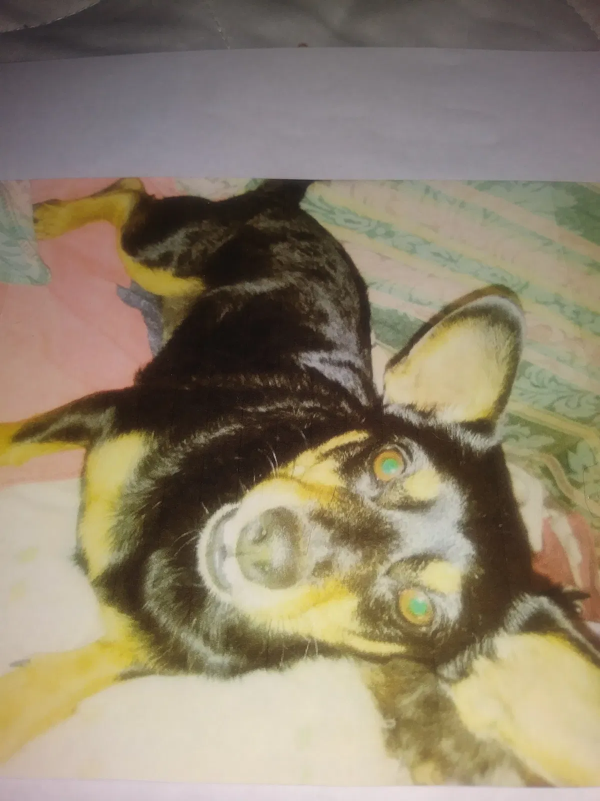 Lost dog in La Follette, TN, 37766