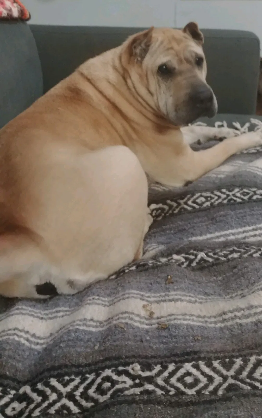 Lost dog in Austin, TX, 78721