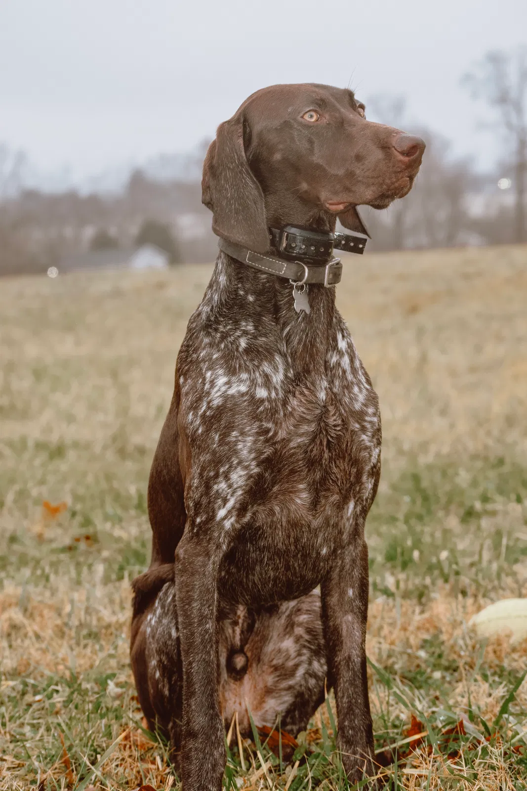 Lost dog in Scott Depot, WV, 25560