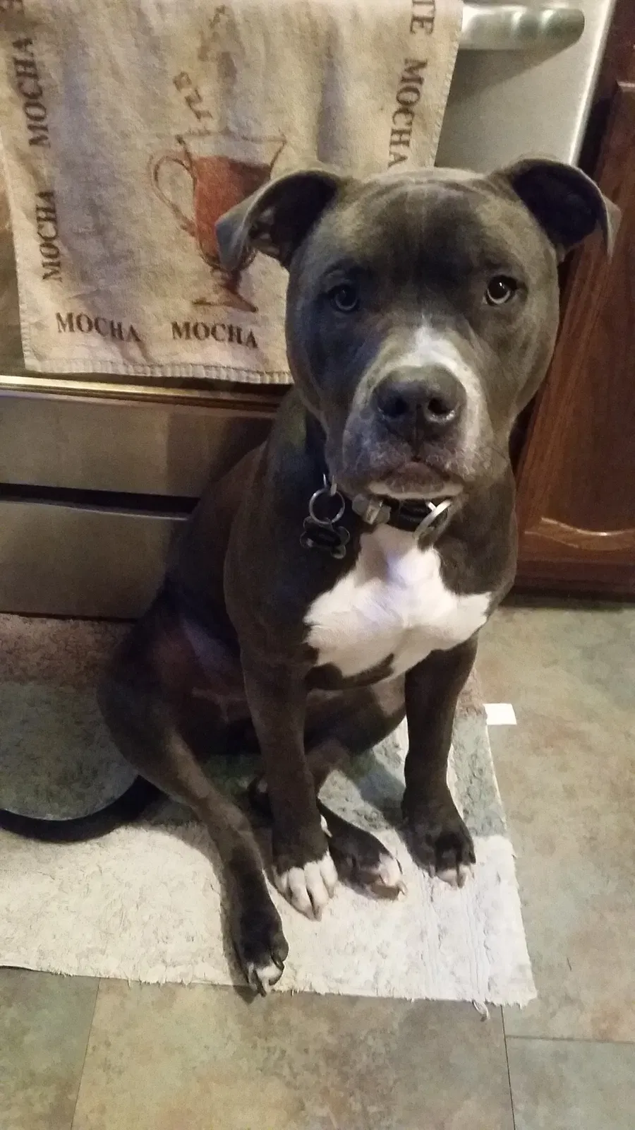 Lost dog in Norristown, PA, 19401