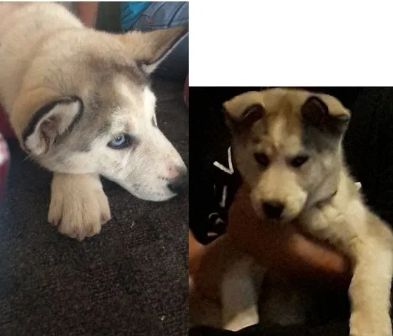 Lost dog in Bastrop, TX, 78602