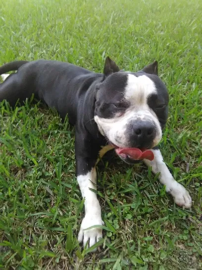 Lost dog in Port Charlotte, FL, 33952