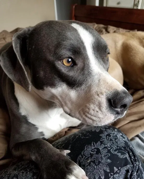Lost dog in Albuquerque, NM, 87106