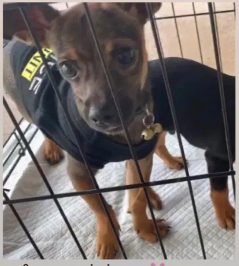 Lost dog in Homestead, FL, 33031