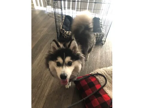 Lost dog in Pompano Beach, FL, 33063