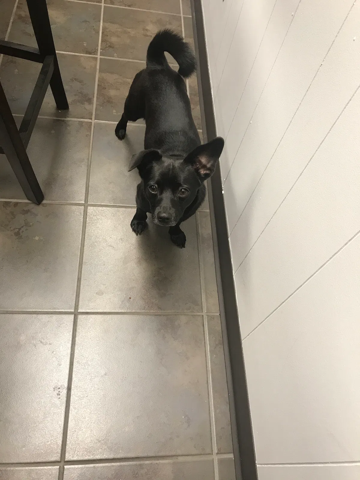 Lost dog in Grand Blanc, MI, 48439