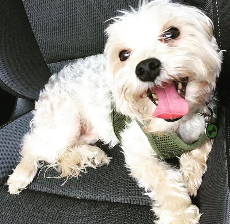 Lost dog in Grandview, MO, 64030