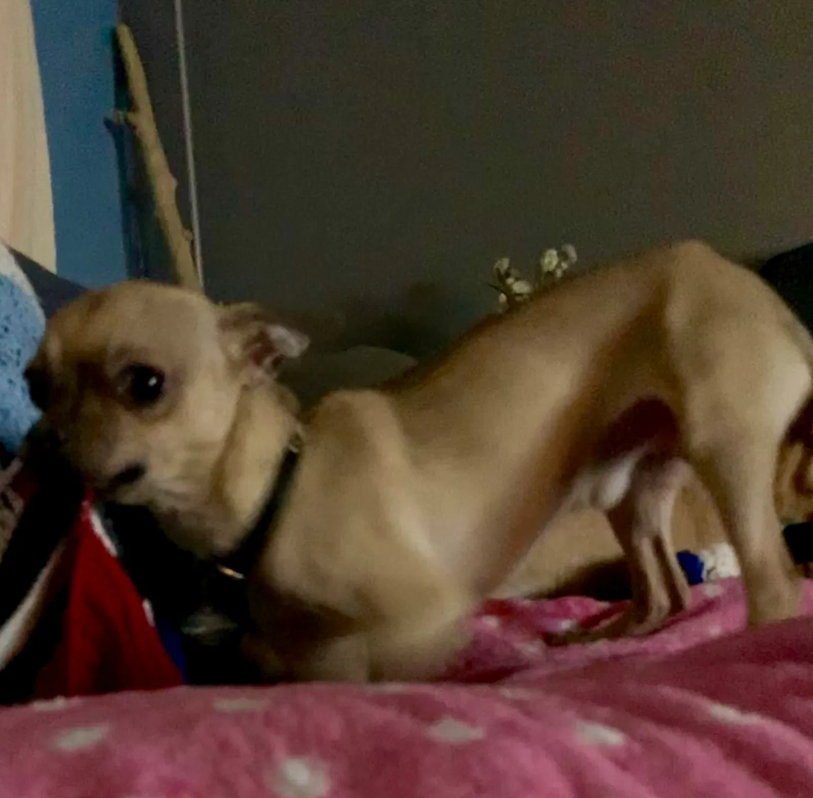 Lost dog in Cleveland, OH, 44135