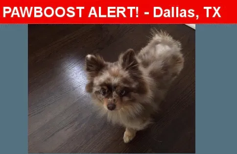 Lost dog in Dallas, TX, 75224