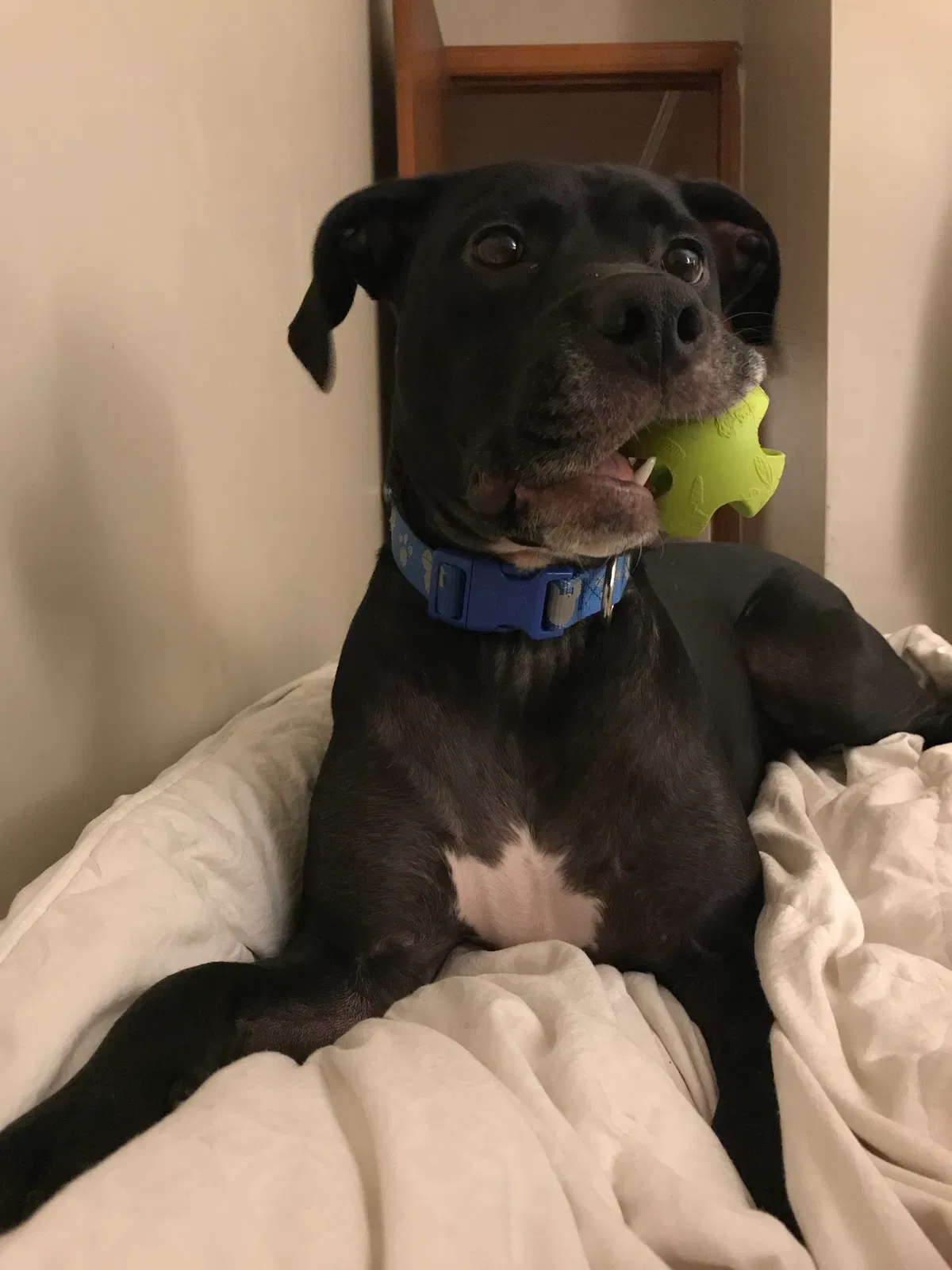 Lost dog in Haw River, NC, 27258