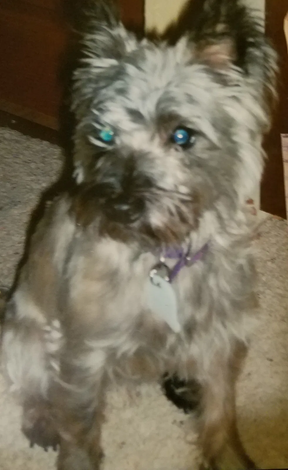 Lost dog in Elkhart, IN, 46514