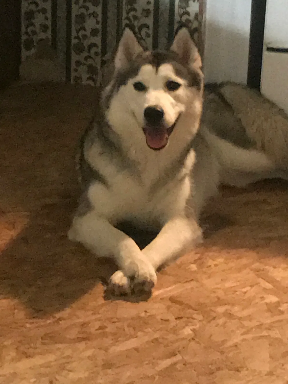 Lost dog in Trussville, AL, 35173