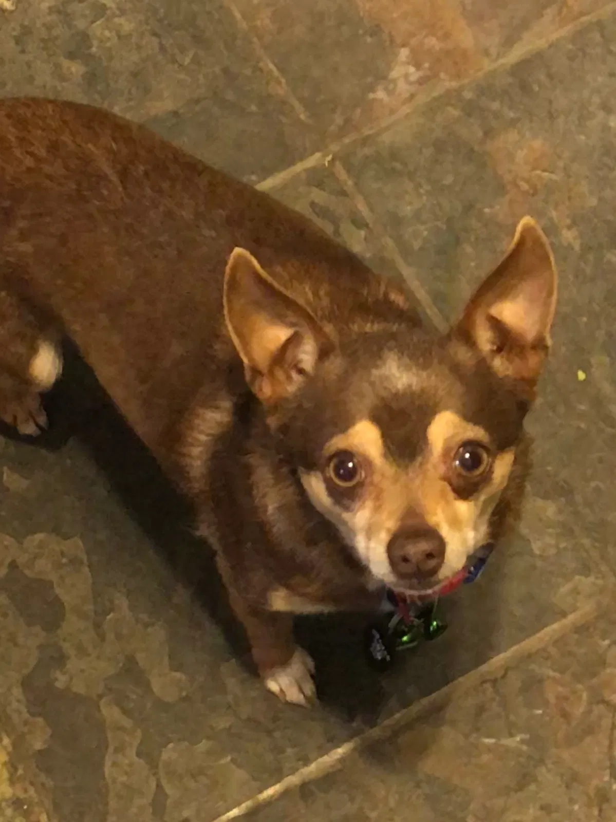 Lost dog in Dallas, TX, 75211