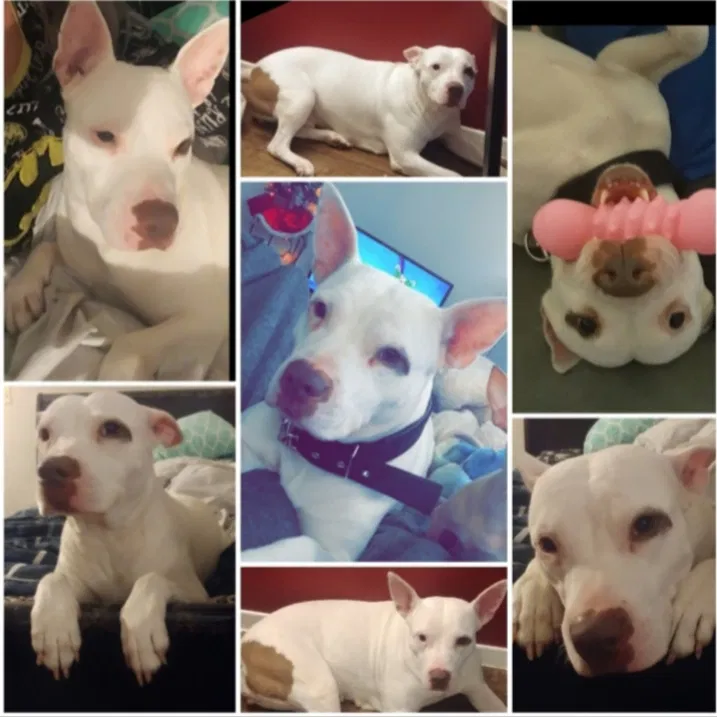Lost dog in Fort Worth, TX, 76103