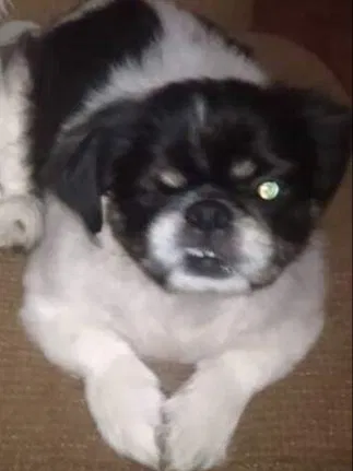 Lost dog in Arabi, LA, 70032