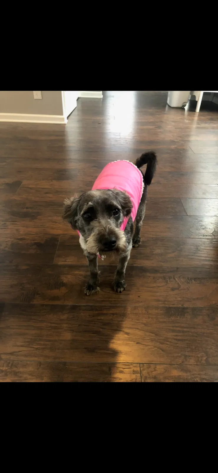 Lost dog in Dandridge, TN, 37725