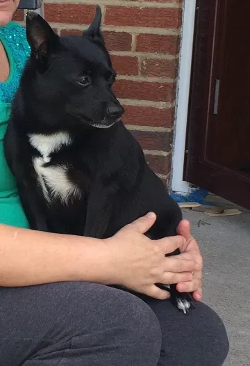 Lost dog in Cleveland, OH, 44134
