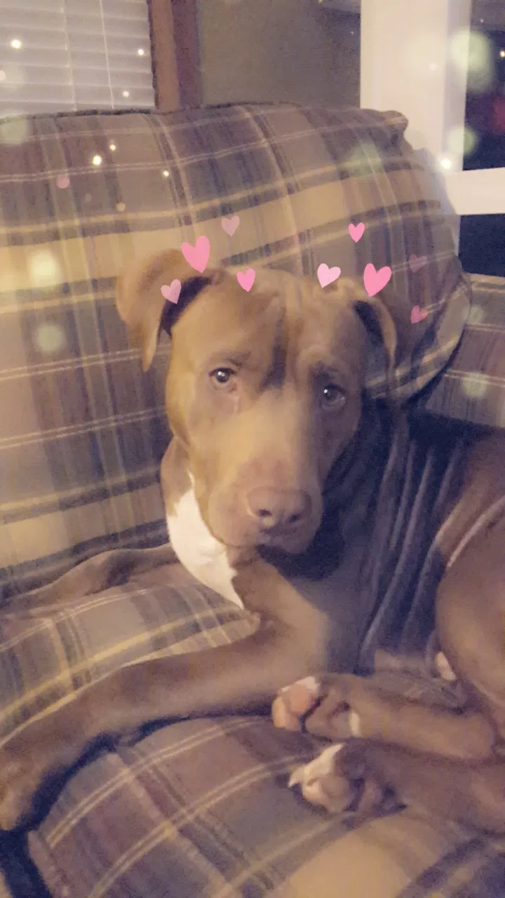 Lost dog in Baytown, TX, 77520