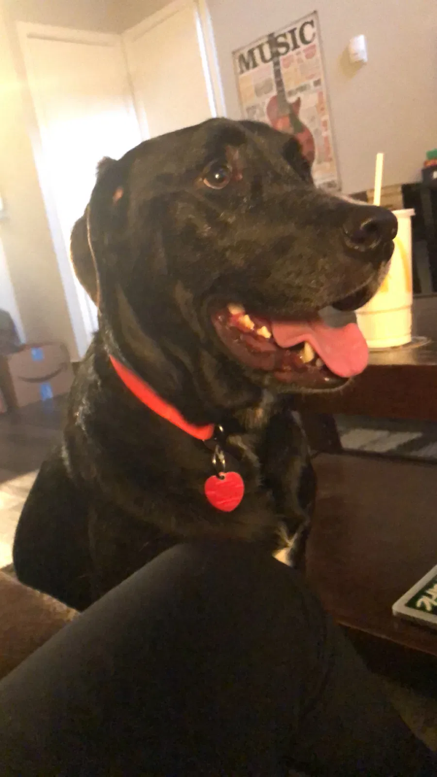 Lost dog in Garland, TX, 75041