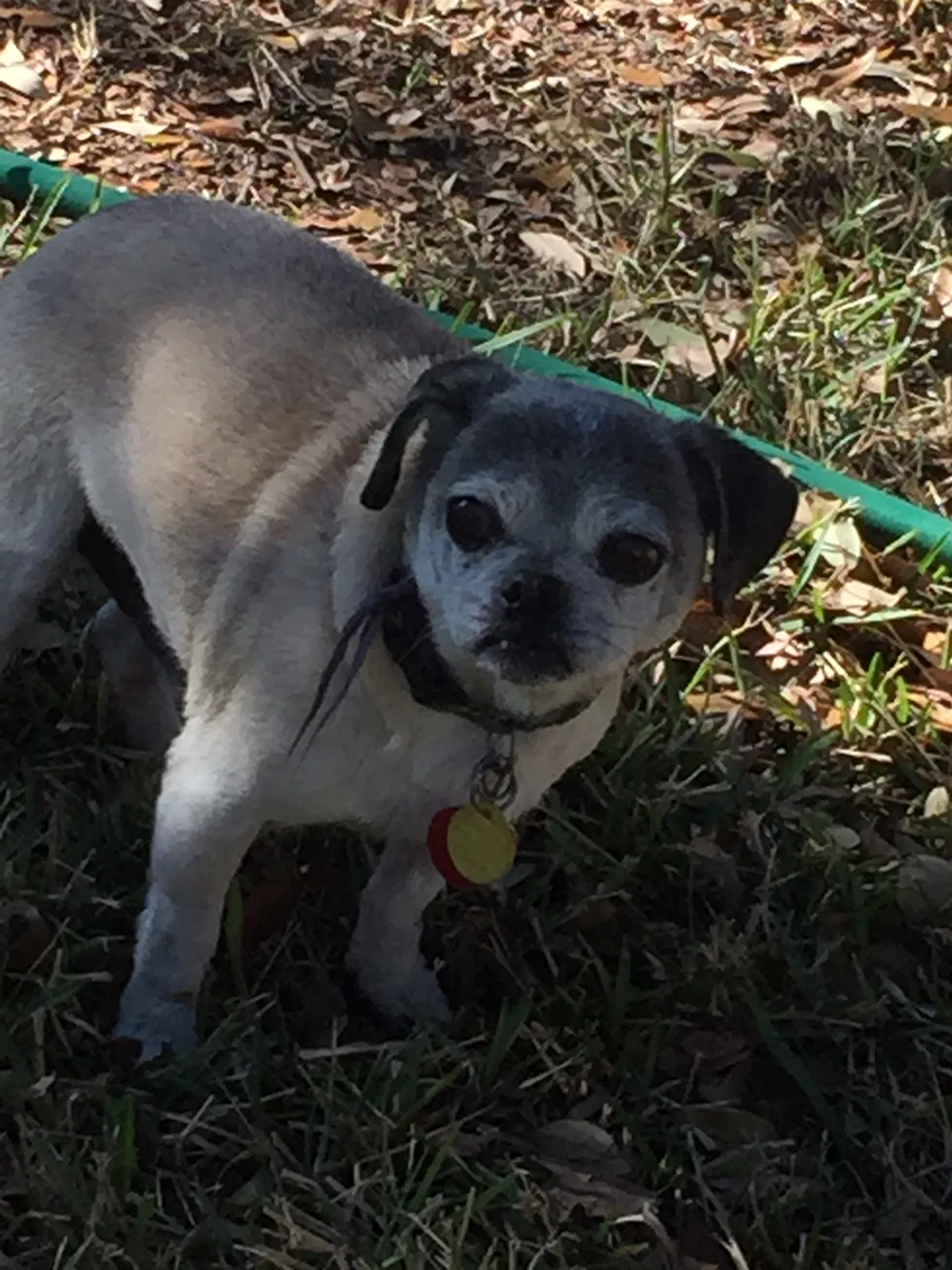 Lost dog in Cedar Park, TX, 78613