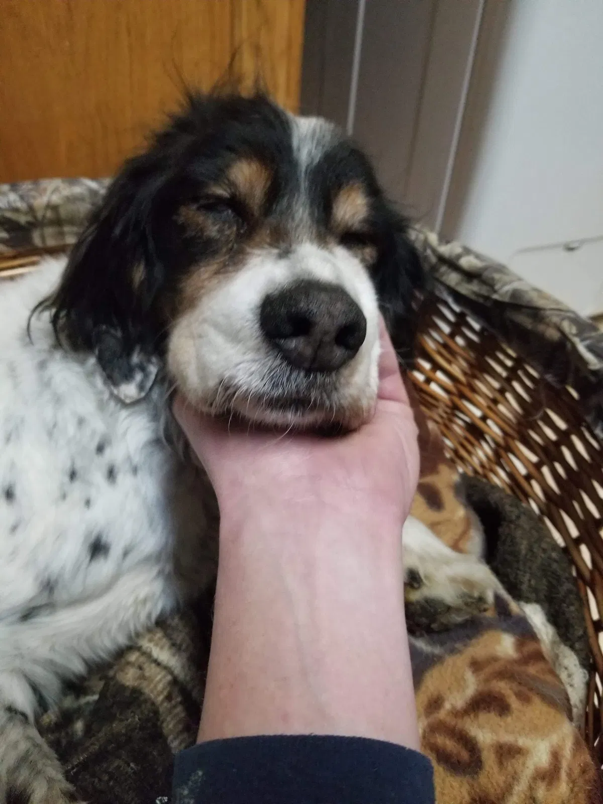 Lost dog in Columbus, MI, 48063