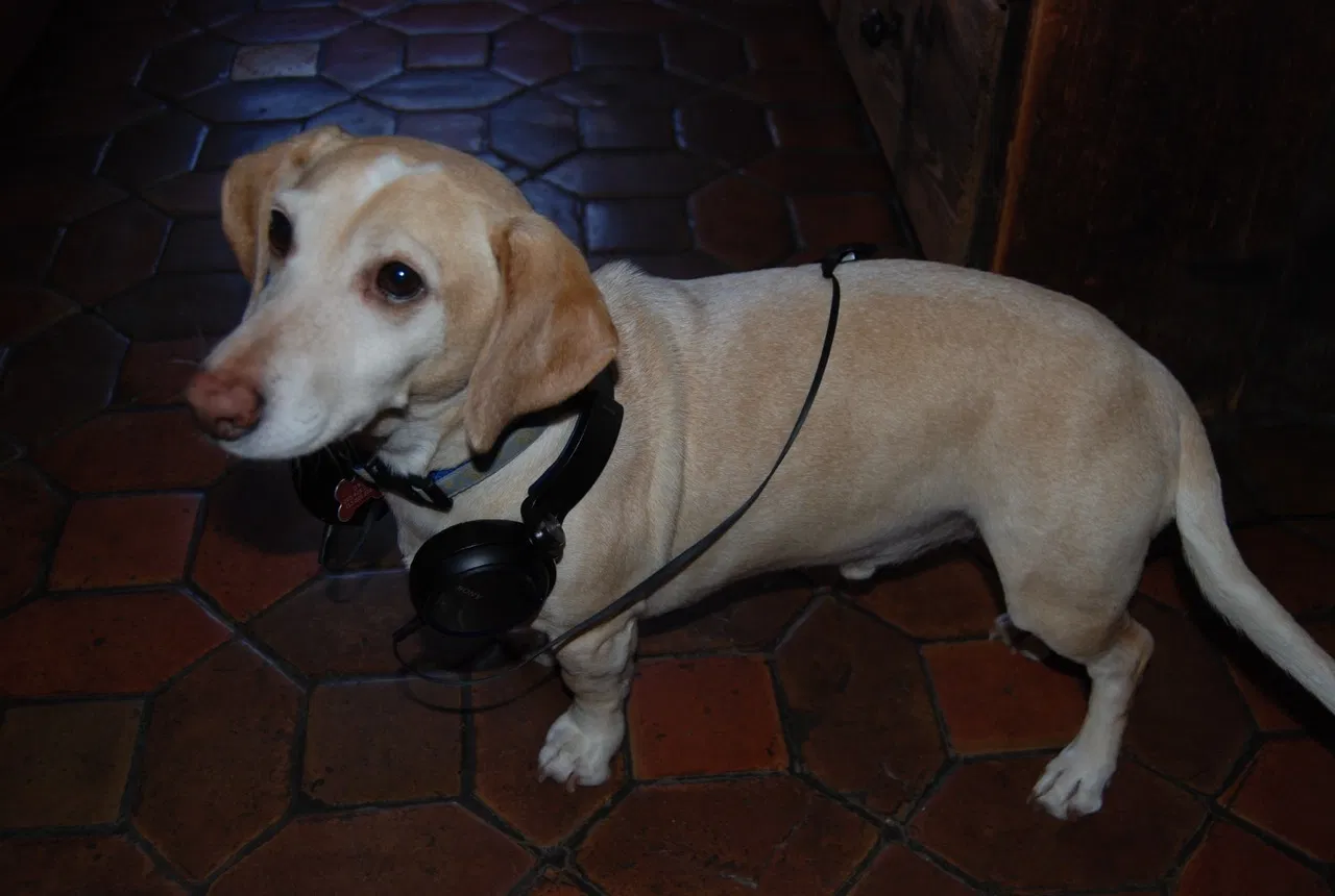 Lost dog in Newtown, CT, 6470